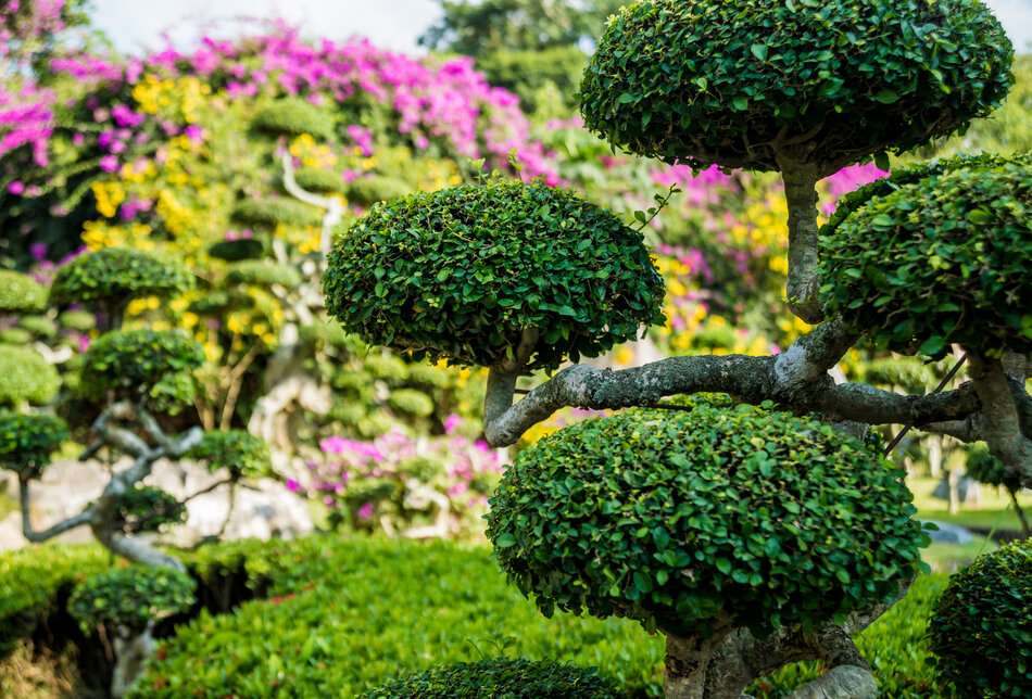 Ako využiť malý priestor: Okrasné stromy pre malé záhrady