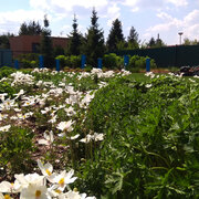 Okrsaná záhrada výsadba